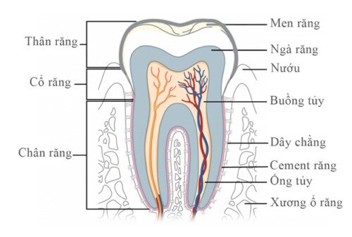 Triệu chứng của bệnh viêm tủy răng